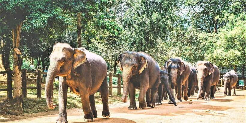 Day Tour to Elephant Orphanage / spice garden - Leaving Colombo in a car or minibus