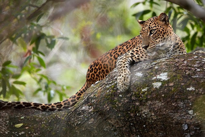 Day Tour to Wilpattu National Park from Colombo - The Colombo pickup and the four-hour road journey