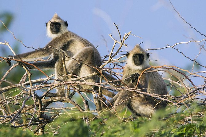 Day Tour to Wilpattu National Park from Colombo - The guide, jeep driver, and personal attention