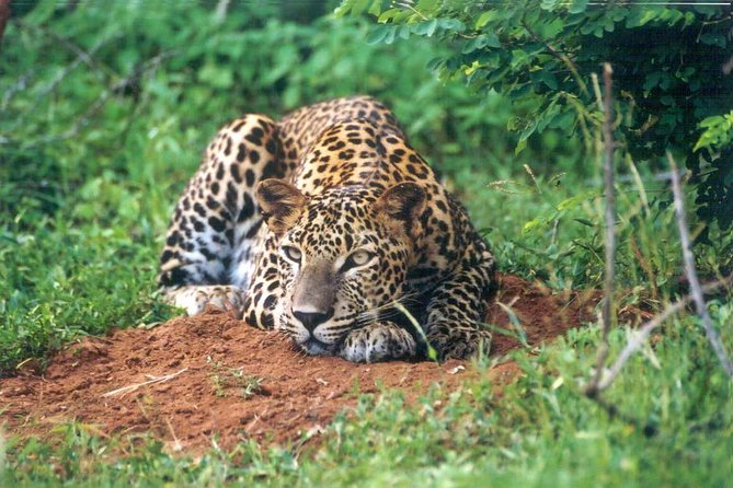Day Tour to Wilpattu National Park from Colombo - Lunch and drinks near the park