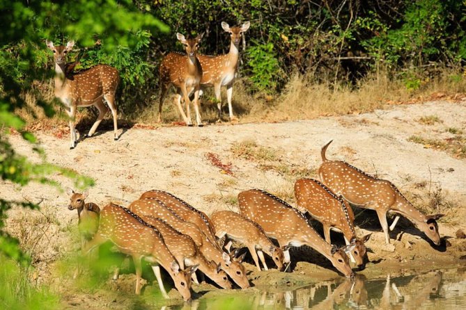 Day Tour to Wilpattu National Park from Colombo - Booking advice for a smoother day