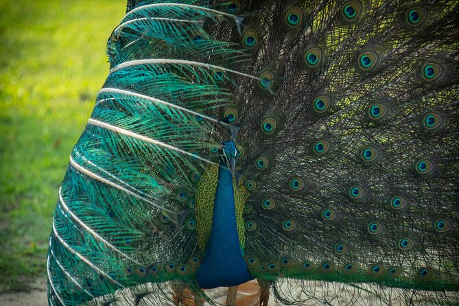 Day Tour to Wilpattu National Park from Colombo - Wildlife to watch for around the park’s lakes