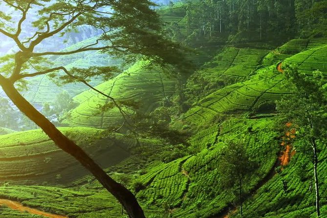 Day Trip to Nuwara Eliya with Kingfisher Tours - Pedro Tea Factory explains Sri Lanka’s famous drink