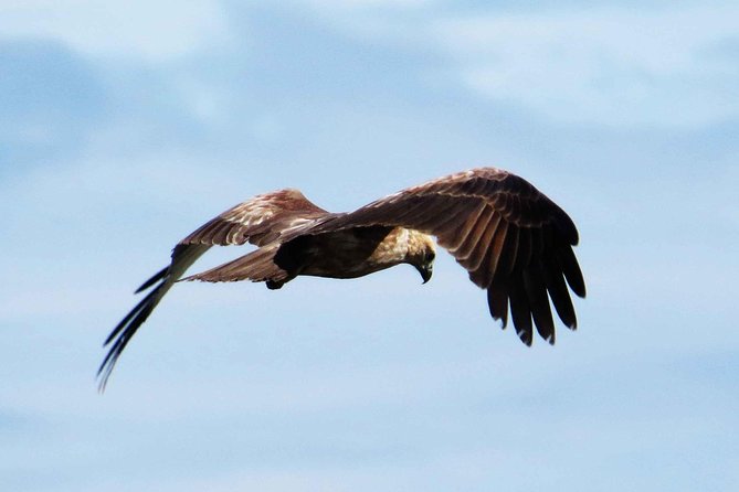 Exclusive: Muthurajawela Bird Watching Tour with Transfers - Why Muthurajawela Marsh is worth your morning
