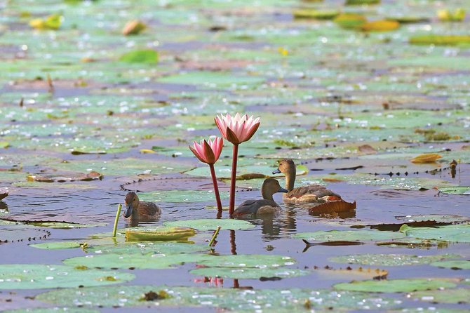 Exclusive: Muthurajawela Bird Watching Tour with Transfers - Birds, crocodiles and the small creatures beneath them