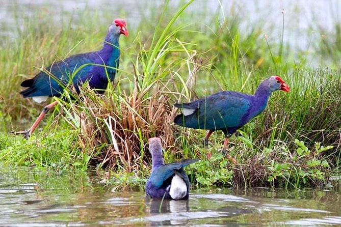 Exclusive: Muthurajawela Bird Watching Tour with Transfers - The comfort details that matter