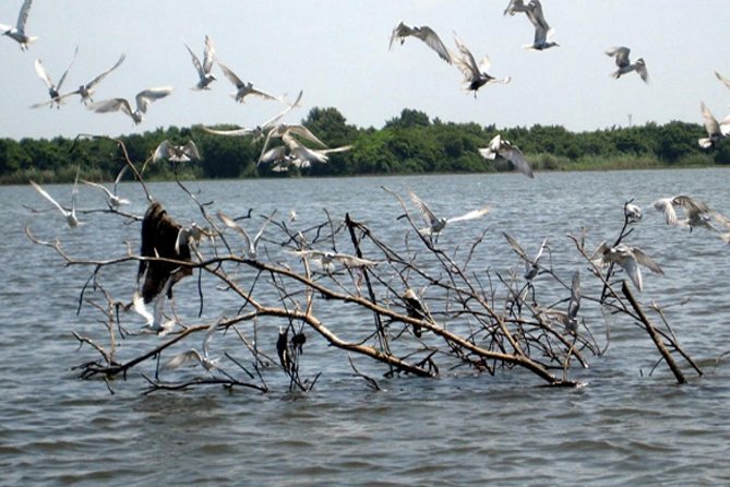 Exclusive: Muthurajawela Bird Watching Tour with Transfers - Is $35 good value?