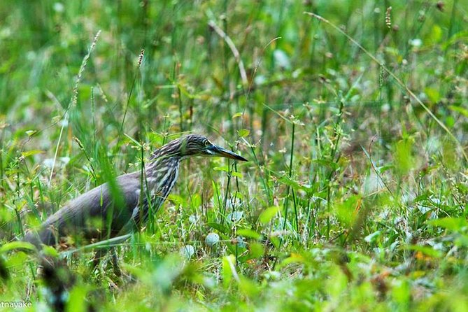 Exclusive: Muthurajawela Bird Watching Tour with Transfers - Who should book this experience?
