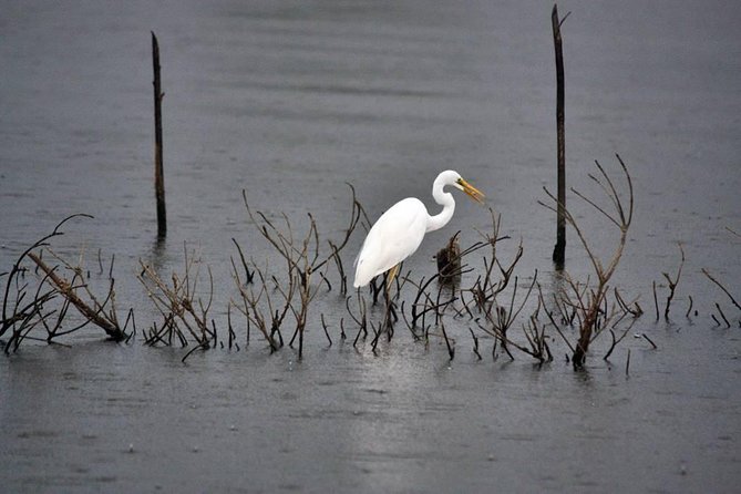 Exclusive: Muthurajawela Bird Watching Tour with Transfers - Setting out by boat through the wetland