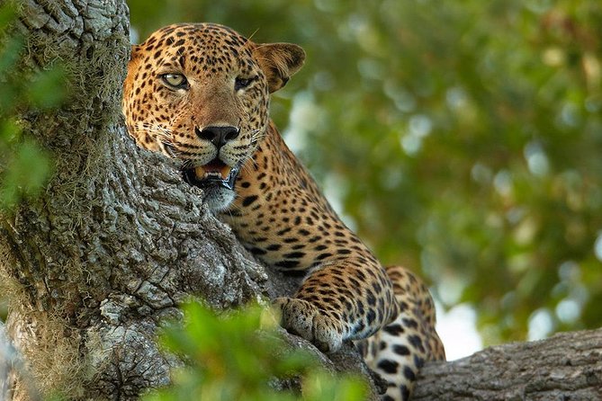 Exclusive : Overnight Leopard Safari with Luxury Glamping - Sleeping in the private tent