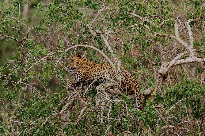 Exclusive : Overnight Leopard Safari with Luxury Glamping - A 5:00 am start and the Nimalawa lake trail