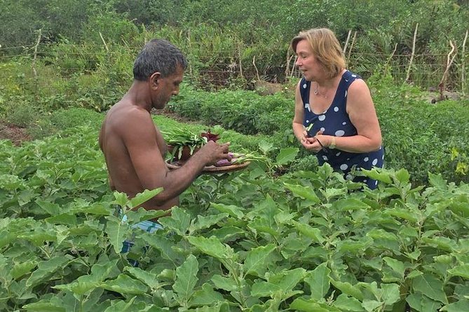 Exclusive: Southern Sri Lanka Sightseeing Private Day Trip - Lunch near Balapitiya and the Madu River