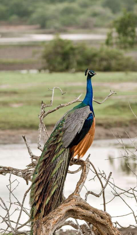 Explore the MAGIC of Sri Lanka in 7days -4 Star hotels Incl. - Day 6: Yala safari, Ravana Falls, and the train question