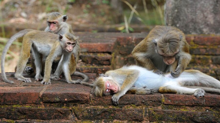 From Colombo: All Inclusive Sigiriya, Dambulla &Village Tour - Should you book the Sigiriya and Dambulla day trip?