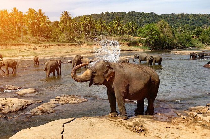 From Colombo: Kandy and Pinnawala Full-Day Trip - One hour among the Royal Botanical Gardens