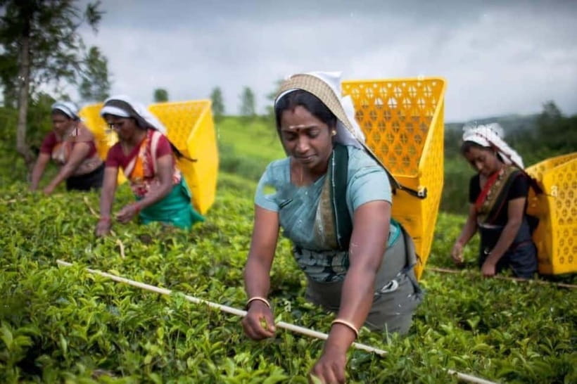 From Colombo: Kandy, Pinnawala and Tea Factory Full-Day Trip - Pinnawala and the elephant encounter