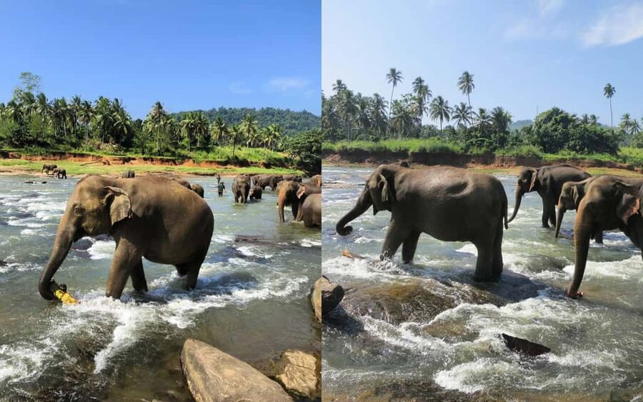 From Colombo: Kandy Temple of Tooth & Elephant Orphanage - The long road from Colombo to Kandy