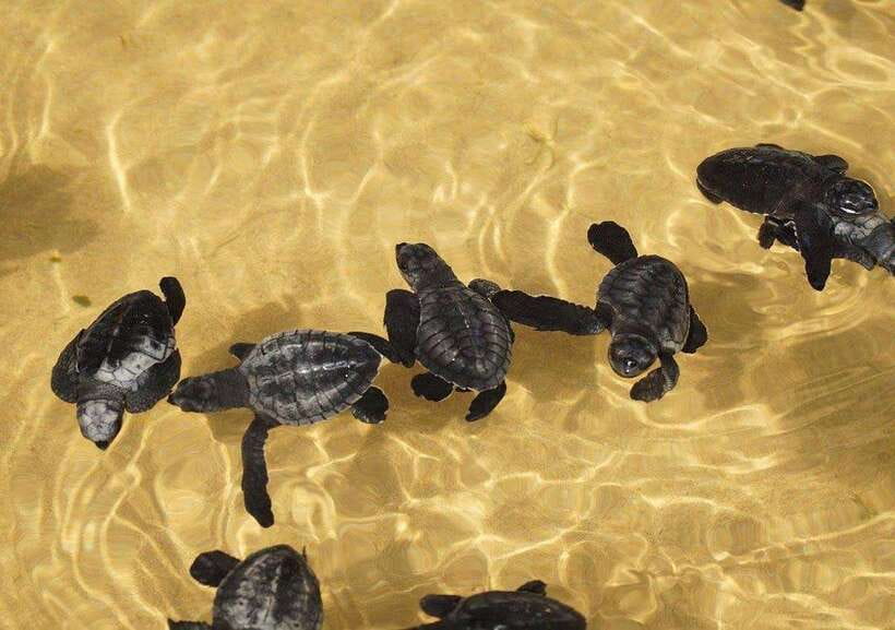 From Colombo/Negombo: Galle, Madu River, and Turtle Hatchery - One day, five Southern Coast experiences