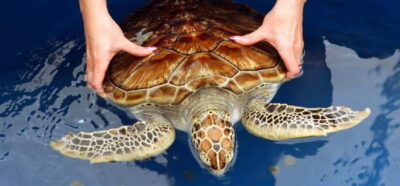 From Colombo/Negombo: Galle, Madu River, and Turtle Hatchery