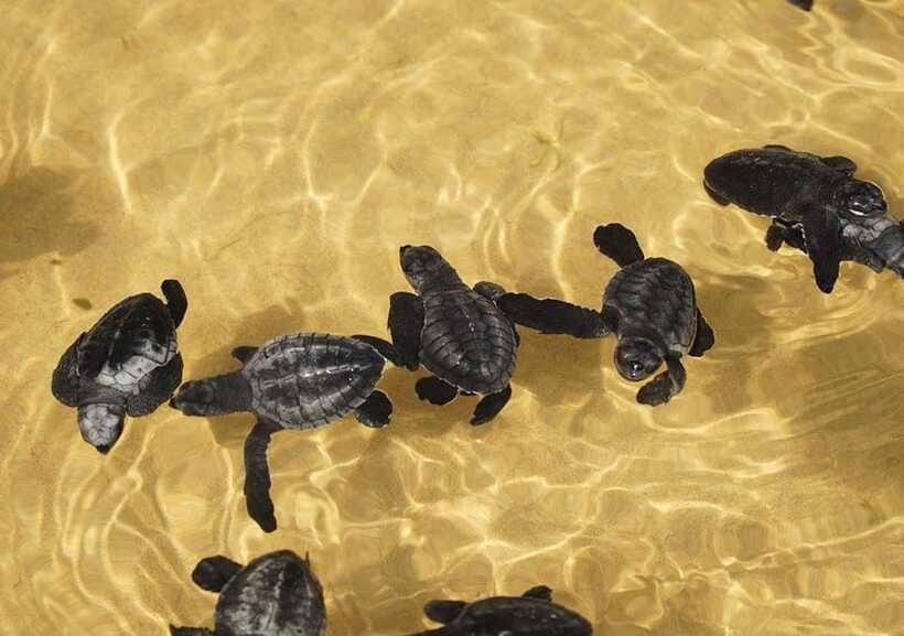 From Colombo/Negombo: Galle, Madu River, and Turtle Hatchery - Galle Fort: the historic heart of the afternoon