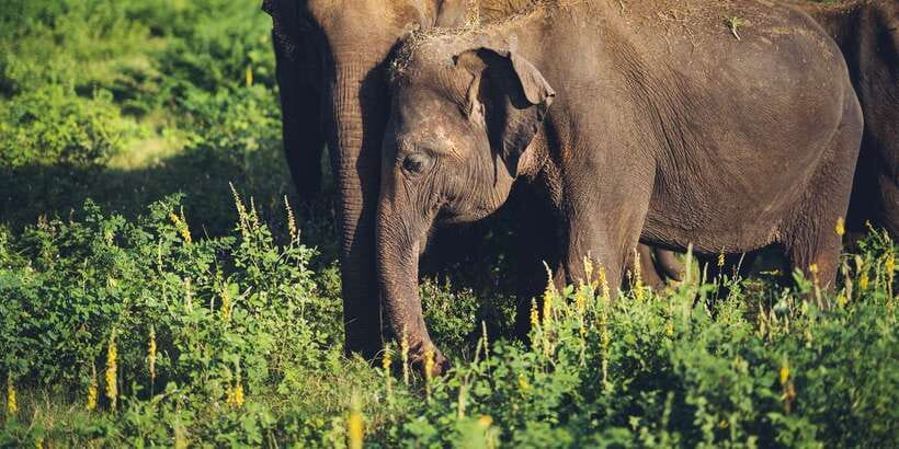 From Colombo: Private Minneriya National Park Day Safari - Who should book this Minneriya day safari?