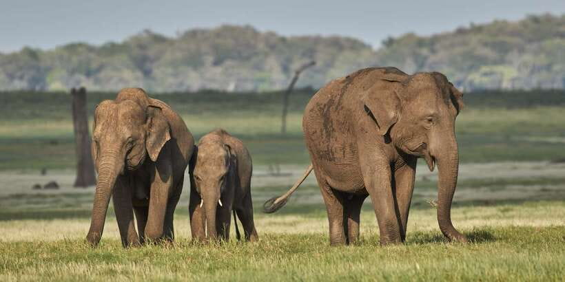 From Colombo: Private Minneriya National Park Day Safari - Minneriya elephants after a long Colombo drive