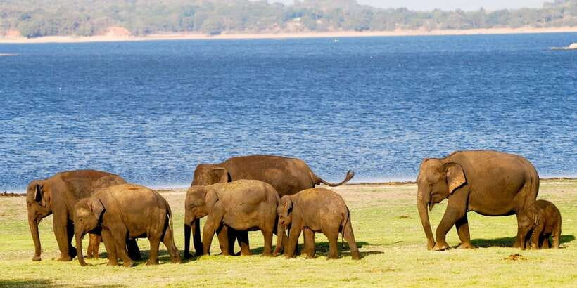 From Colombo: Private Minneriya National Park Day Safari - Lunch at a local restaurant