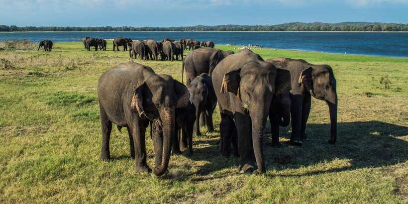 From Colombo: Private Minneriya National Park Day Safari - What the $105 price really covers