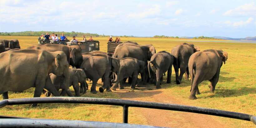 From Colombo: Private Minneriya National Park Day Safari - The real drawback: Colombo to Minneriya and back