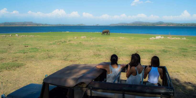 From Colombo: Private Minneriya National Park Day Safari - Booking rules and health requirements