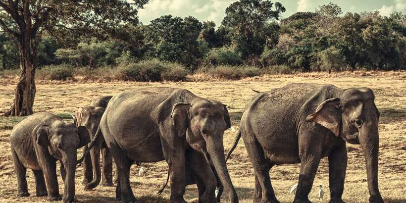 From Colombo: Private Minneriya National Park Day Safari - The 8 AM pickup and private road journey