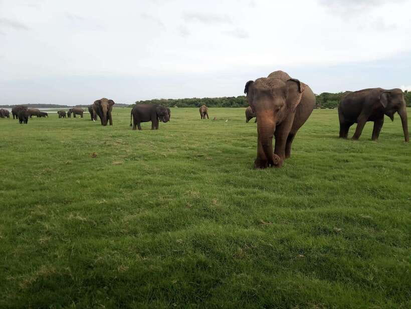 From Colombo: Sigiriya & Dambulla Day Tour with Safari - Who should book this experience?