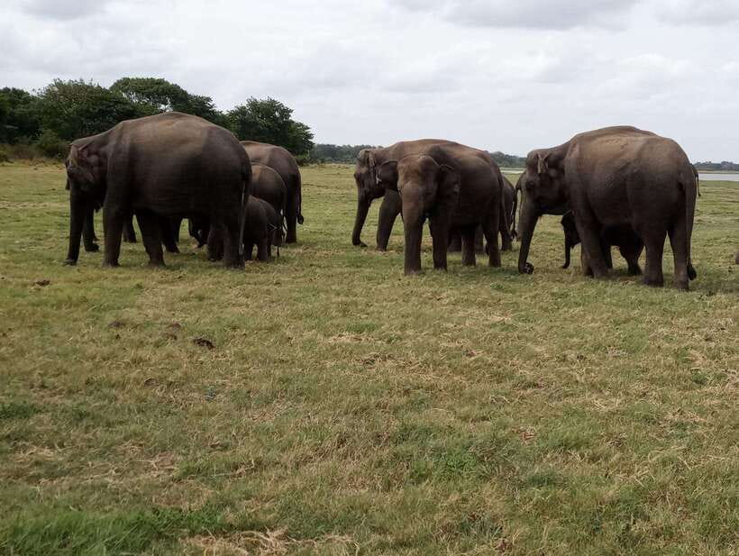 From Colombo: Sigiriya & Dambulla Day Tour with Safari - Choosing between Minneriya and Eco Park safari