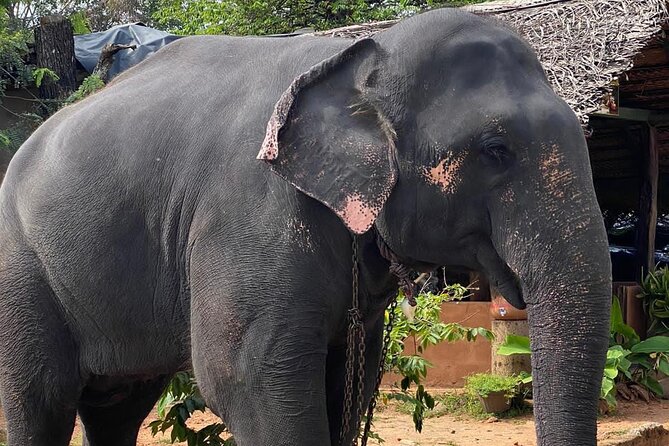 From Colombo to Sigiriya Fortress, Dambulla & Minneriya Safari - Practical advice for a smoother day