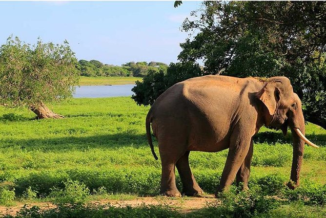 From Colombo to Sigiriya Fortress, Dambulla & Minneriya Safari - The early drive from Colombo or Negombo