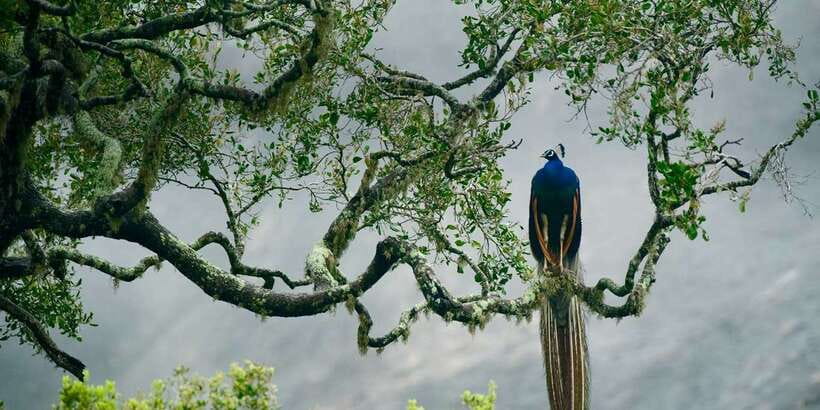 From Colombo: Udawalawa Safari & Elephant Transit Home Tour - Key points to know before booking
