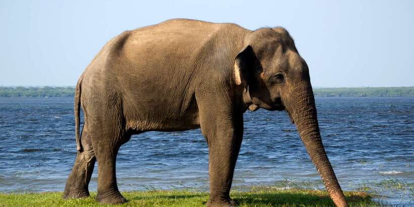 From Colombo: Udawalawa Safari & Elephant Transit Home Tour - Why Udawalawe makes sense for a one-day safari