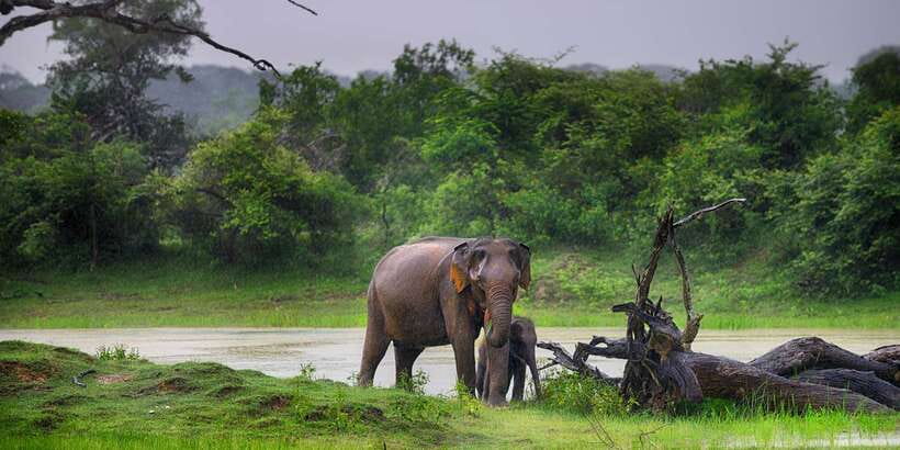 From Colombo: Udawalawa Safari & Elephant Transit Home Tour - Entering Udawalawe National Park by jeep