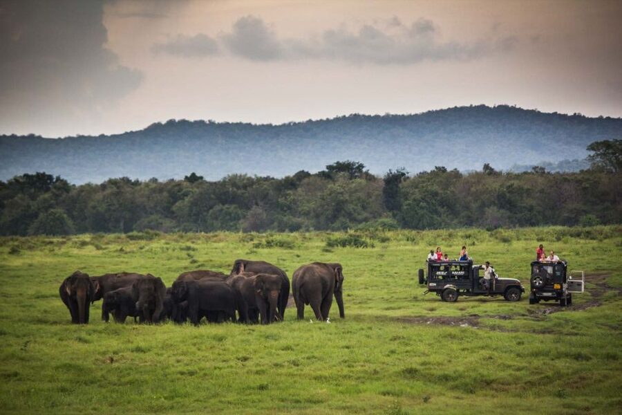 From Colombo: Udawalawa Safari & Elephant Transit Home Tour - The Elephant Transit Home and its baby elephants