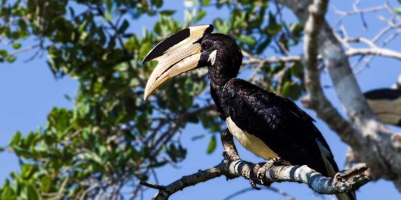 From Colombo: Udawalawa Safari & Elephant Transit Home Tour - The eight-hour road commitment