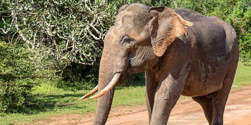 From Colombo: Udawalawa Safari & Elephant Transit Home Tour - The four-hour journey from Colombo