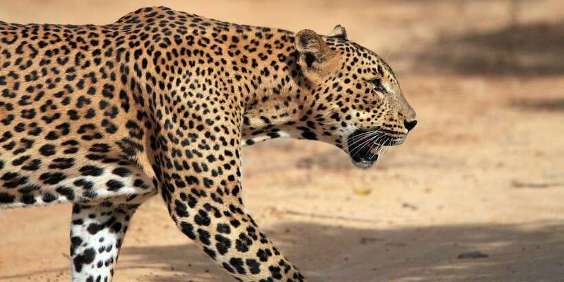 From Colombo: Yala National Park Safari with Transfer - Key points to know before booking