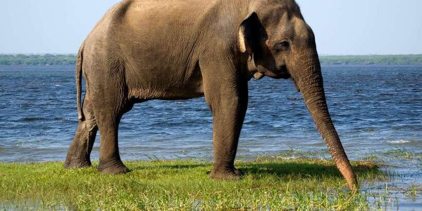 From Colombo: Yala National Park Safari with Transfer - Should you book this Colombo to Yala trip?
