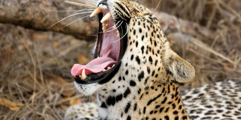 From Colombo: Yala National Park Safari with Transfer - Why Yala makes a worthwhile one-day outing
