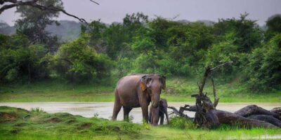 Yala National Park Safari with Transfer