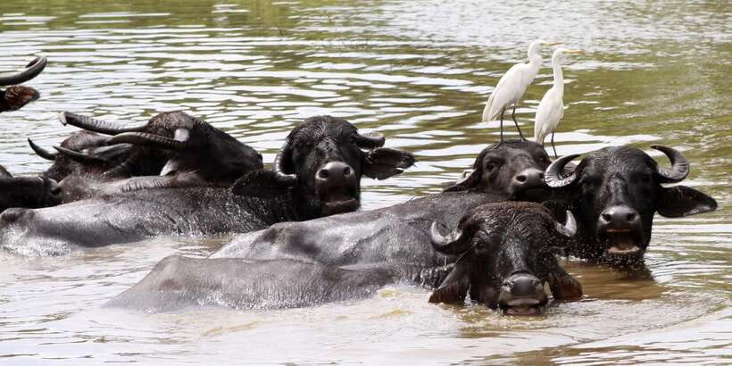 From Colombo: Yala National Park Safari with Transfer - What you might see inside the park