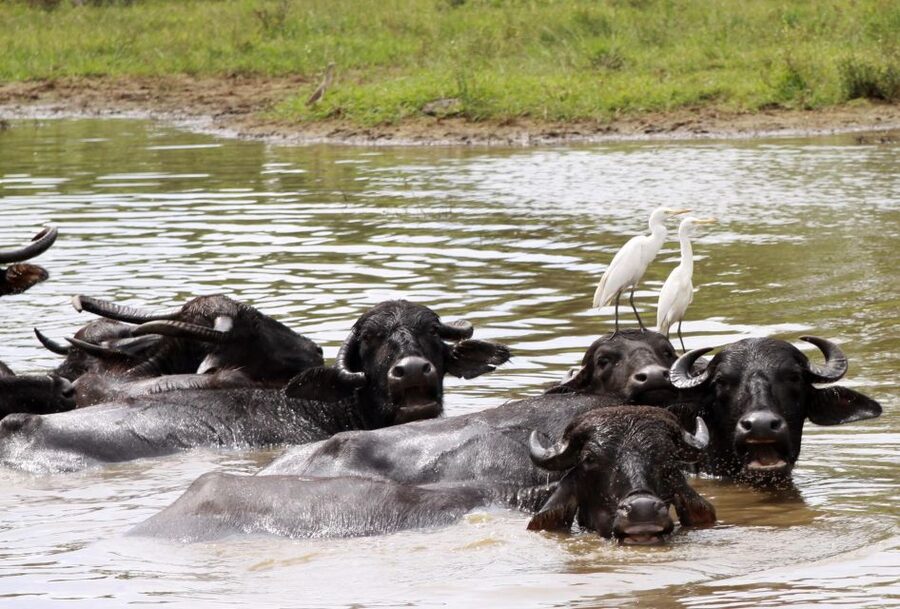 From Colombo: Yala National Park Safari with Transfer - The value of the $128 price