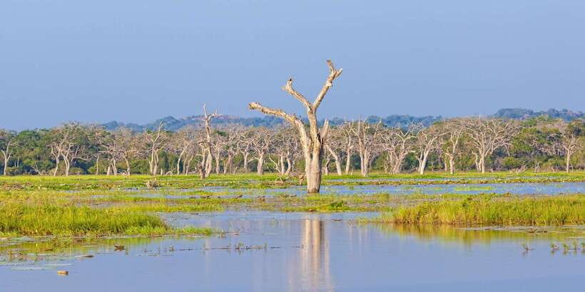 From Colombo: Yala National Park Safari with Transfer - Safety, comfort, and the role of the driver