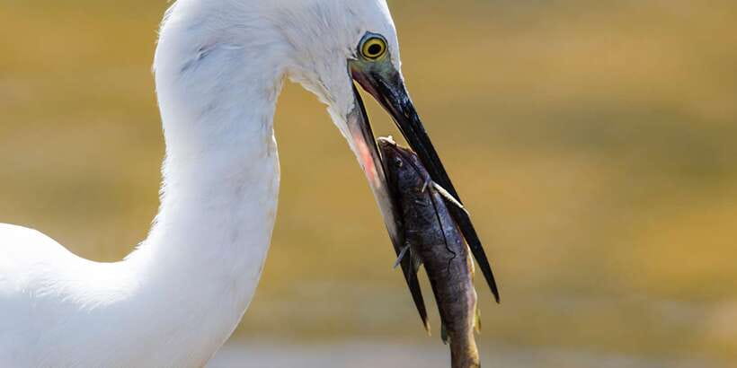 From Colombo: Yala National Park Safari with Transfer - Food, timing, and small planning details