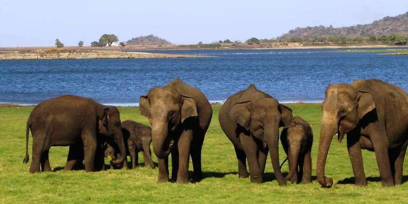 From Kandy: Sigiriya, Dambulla and Minneriya Private Tour - Minneriya National Park: two hours in a 4x4